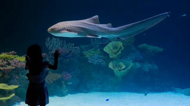 Tropical Reef Habitat — Long Beach, California