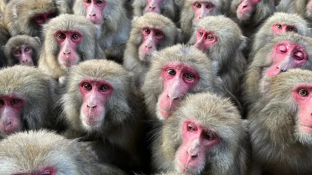 Awaji Island Monkey Centre, Sumoto, Awaji Island