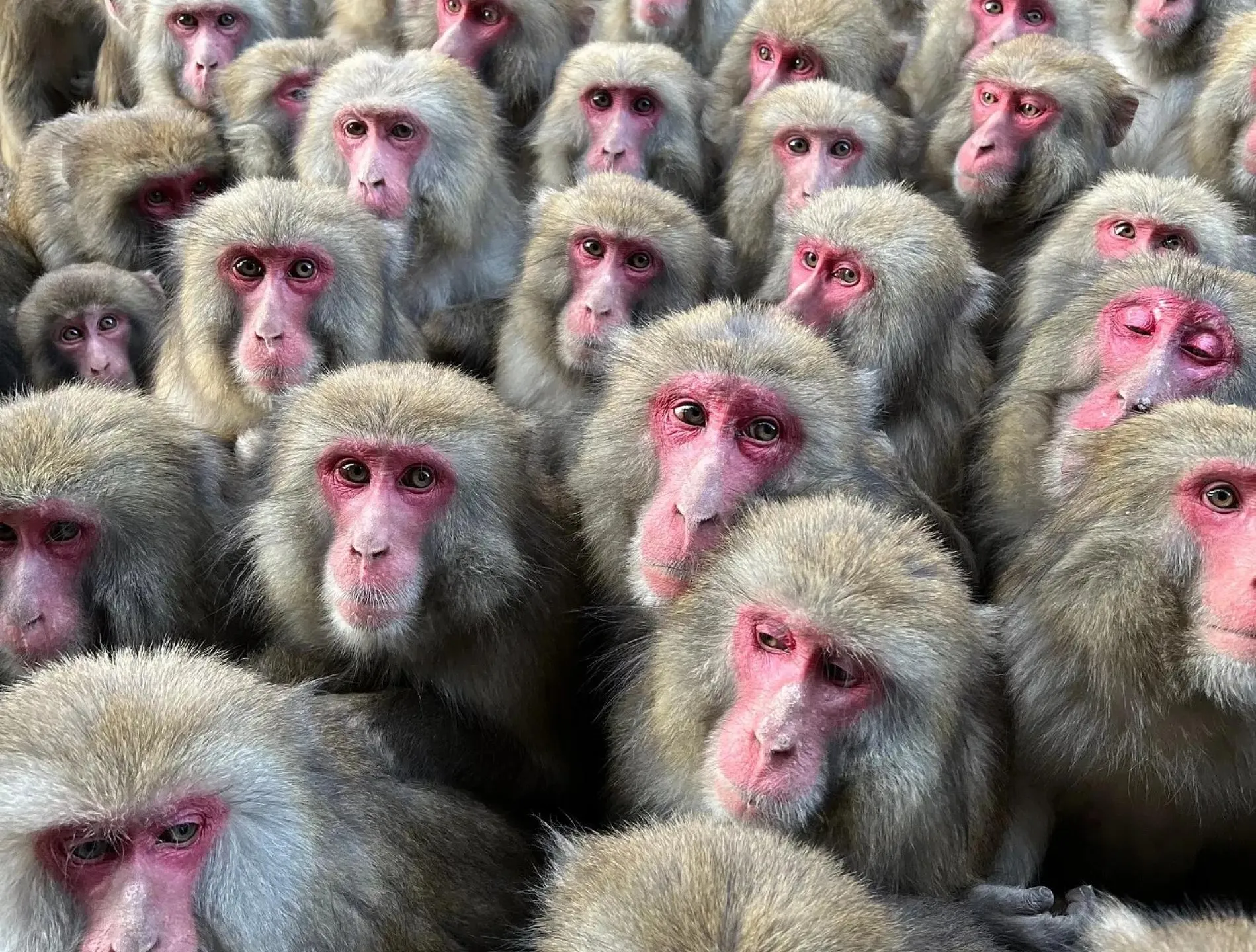 Awaji Island Monkey Centre: live webcam view over Sumoto, Awaji Island, Japan