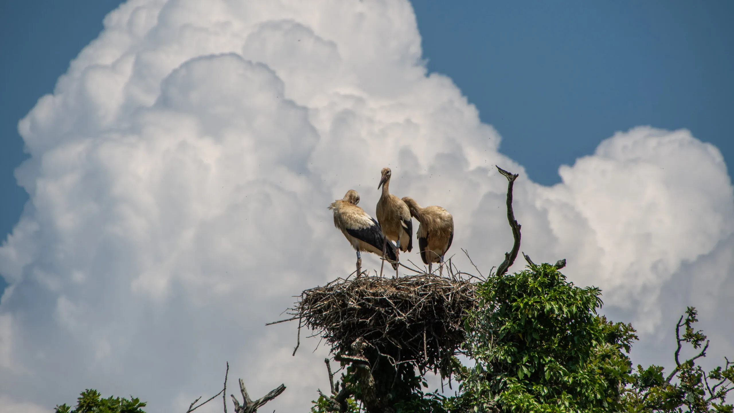 Storks over Bad Salzungen — Bad Salzungen, Thuringia