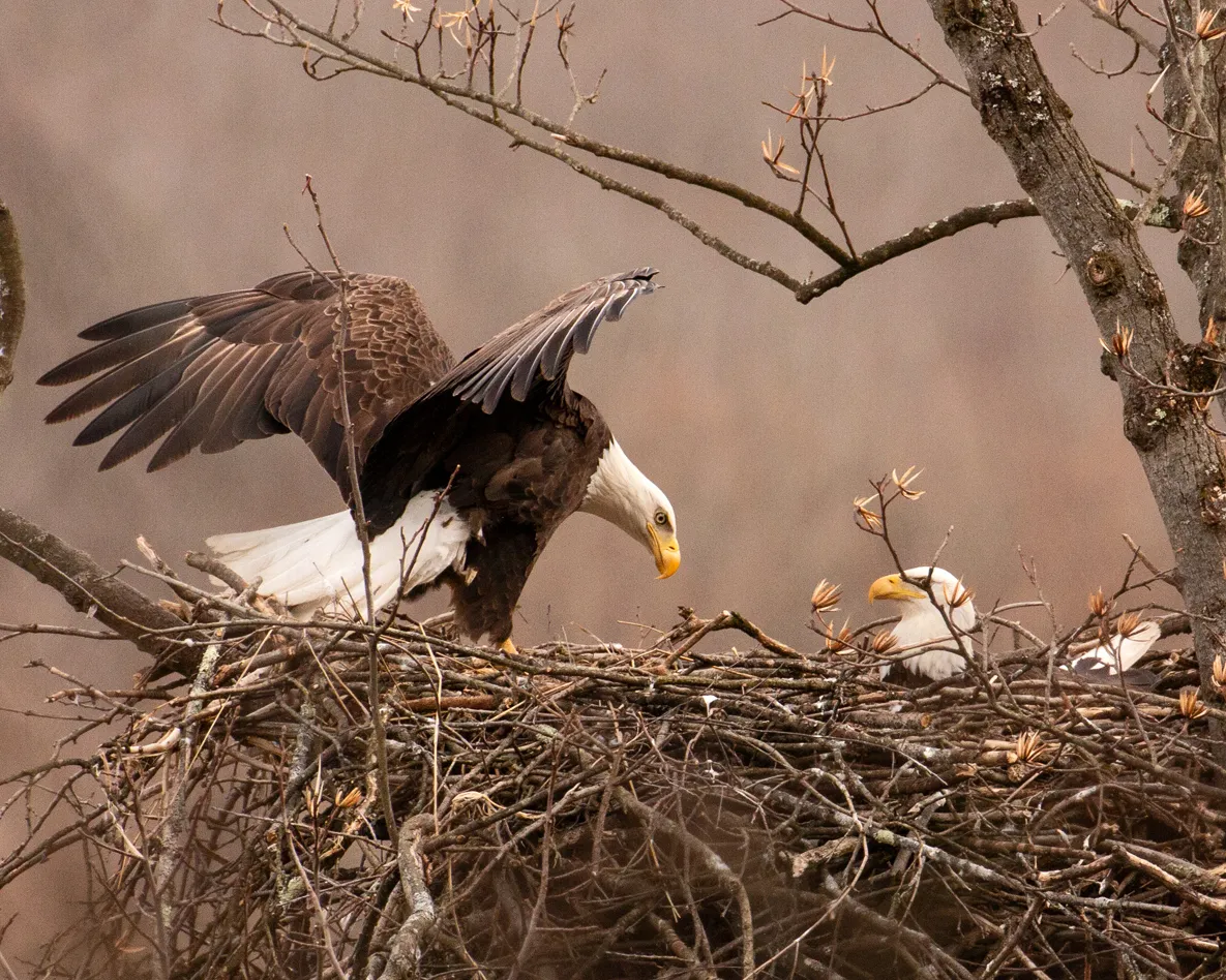 Big Bear Bald Eagle Nest — live webcam view over Big Bear Valley, California, United States