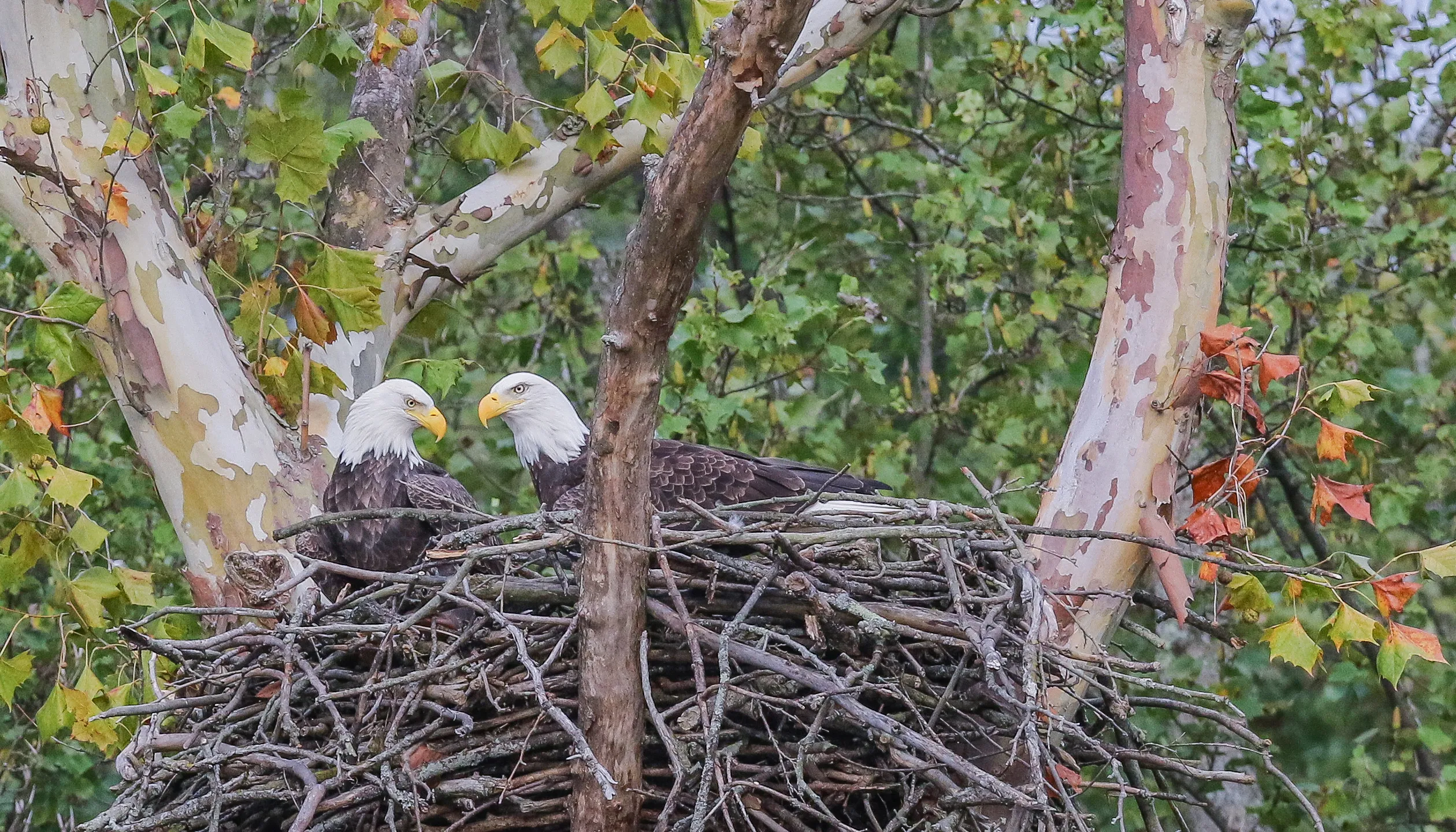 Bald Eagle Nest Wide View — live webcam view over Big Bear Valley, California, United States