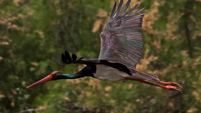 Black Stork Nest — Forests near Riga