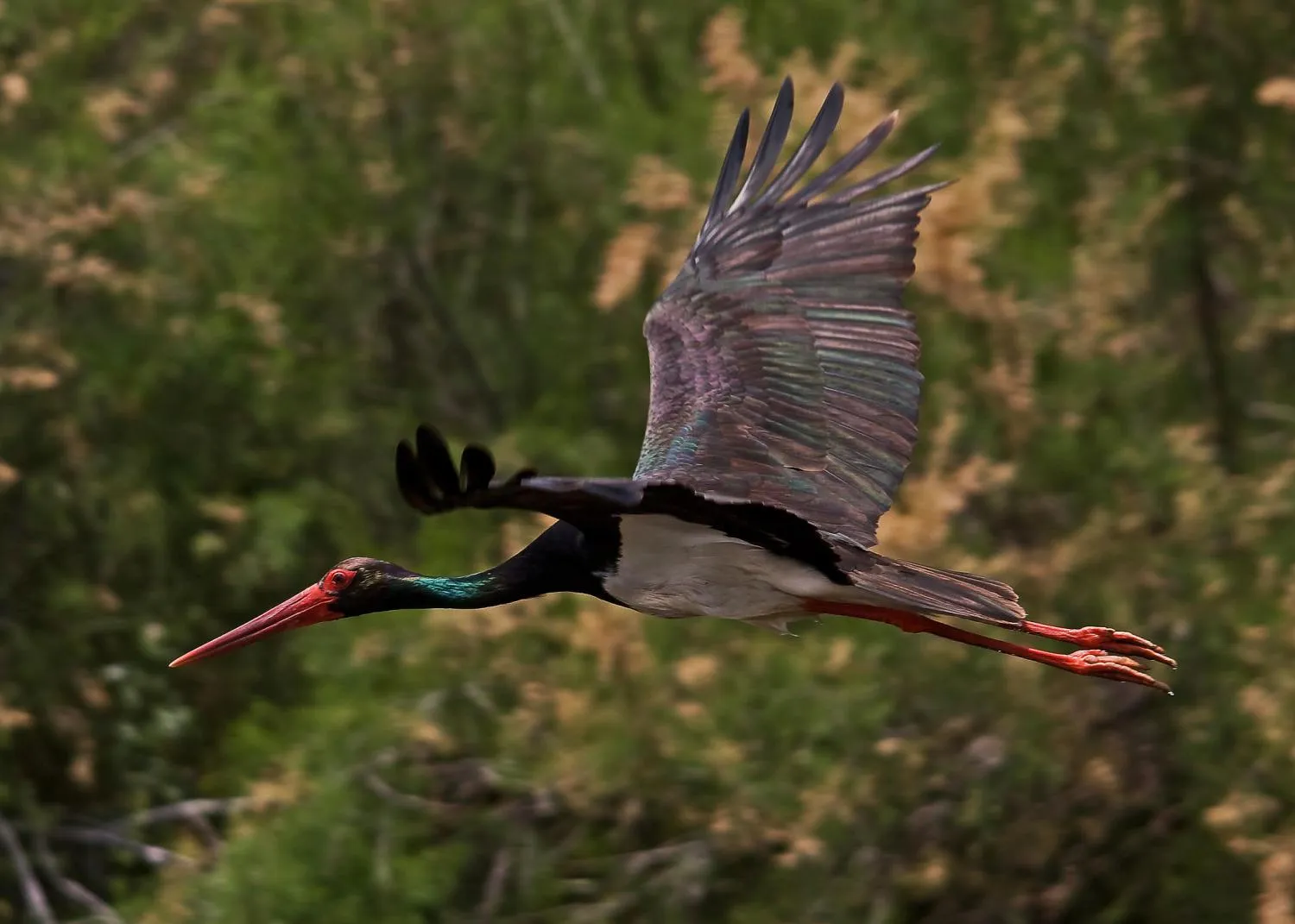 Black Stork Nest — live webcam view over Forests near Riga, Latvia