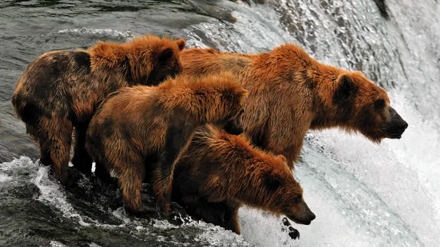Brooks Falls Brown Bears — Katmai National Park, Alaska