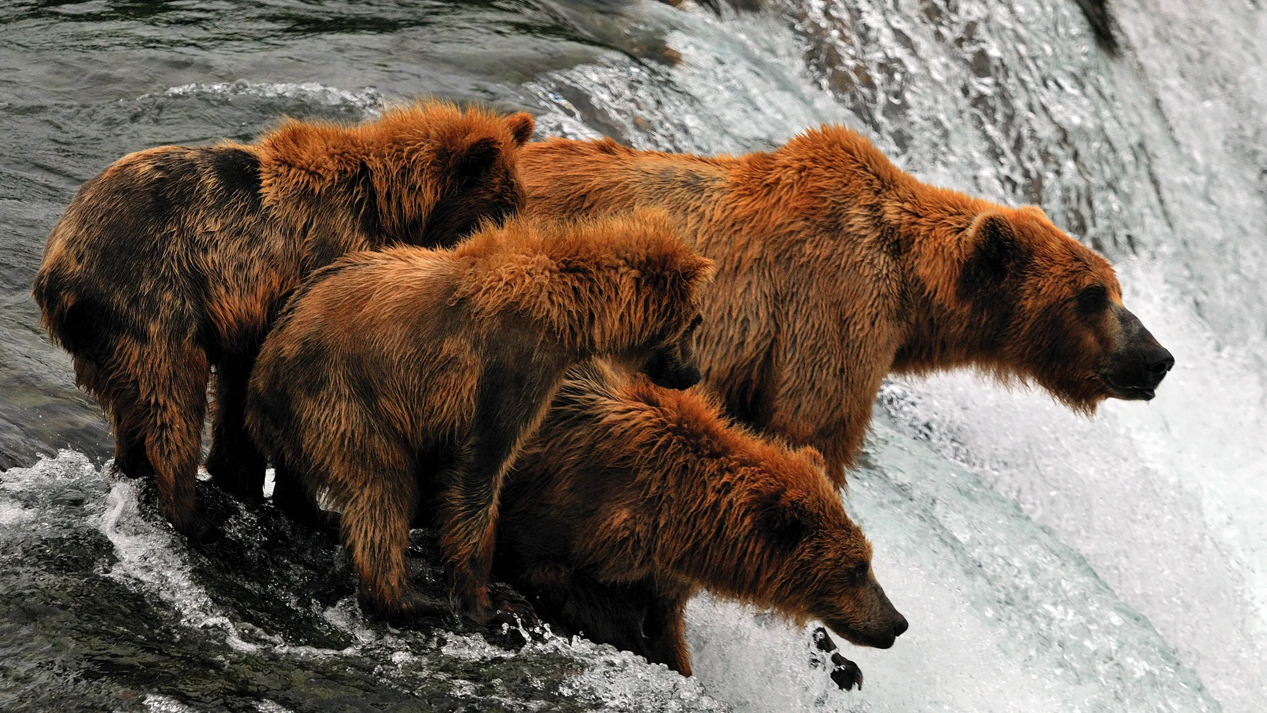 Brooks Falls Brown Bears, Katmai National Park, Alaska