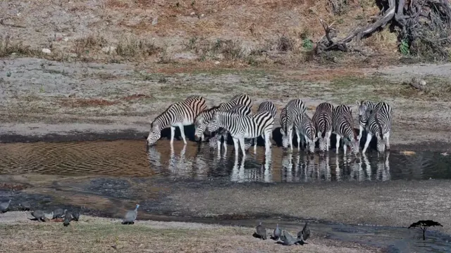 Camelthorn Waterhole — Boteti River, Makgadikgadi