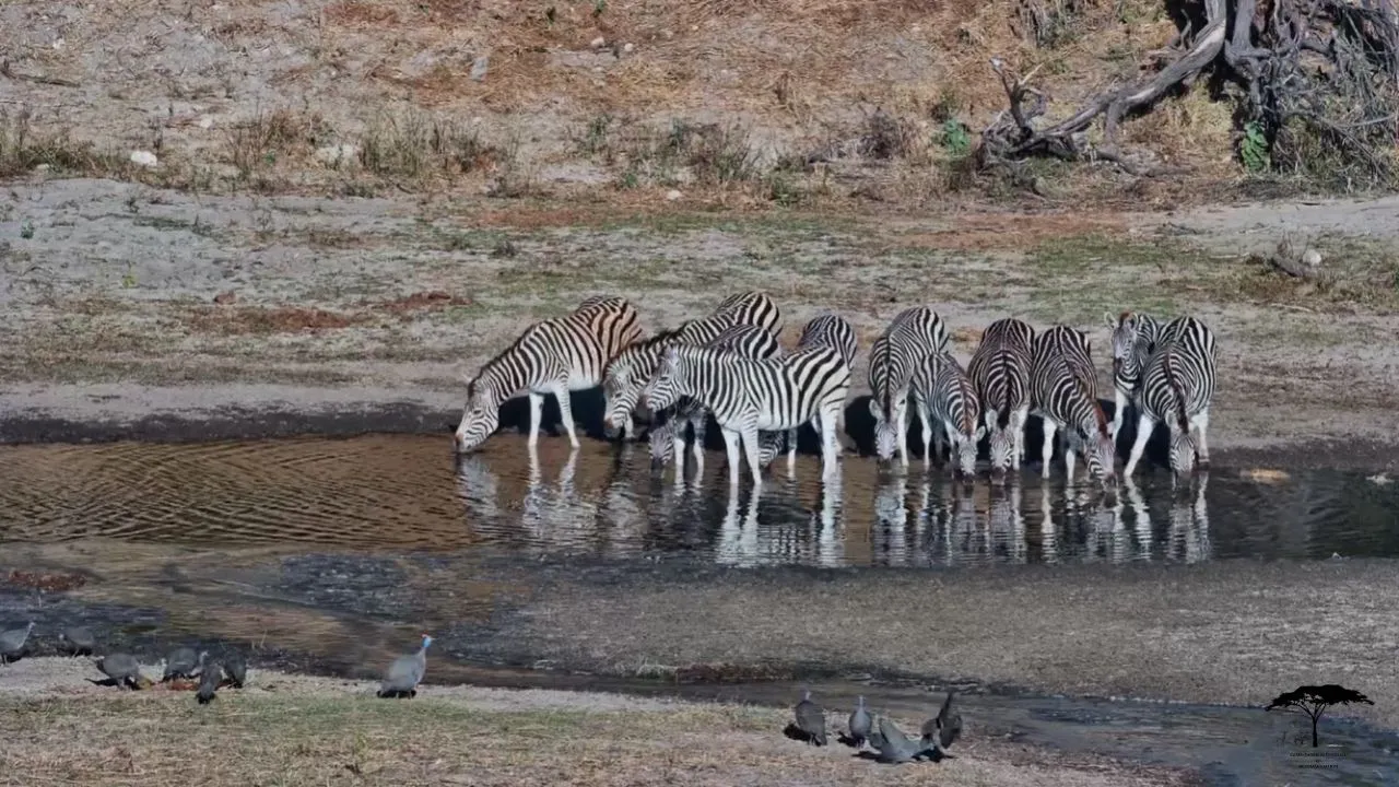 Camelthorn Waterhole — live webcam view over Boteti River, Makgadikgadi, Botswana