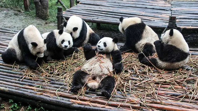 Chengdu Panda Base — Chengdu, Sichuan