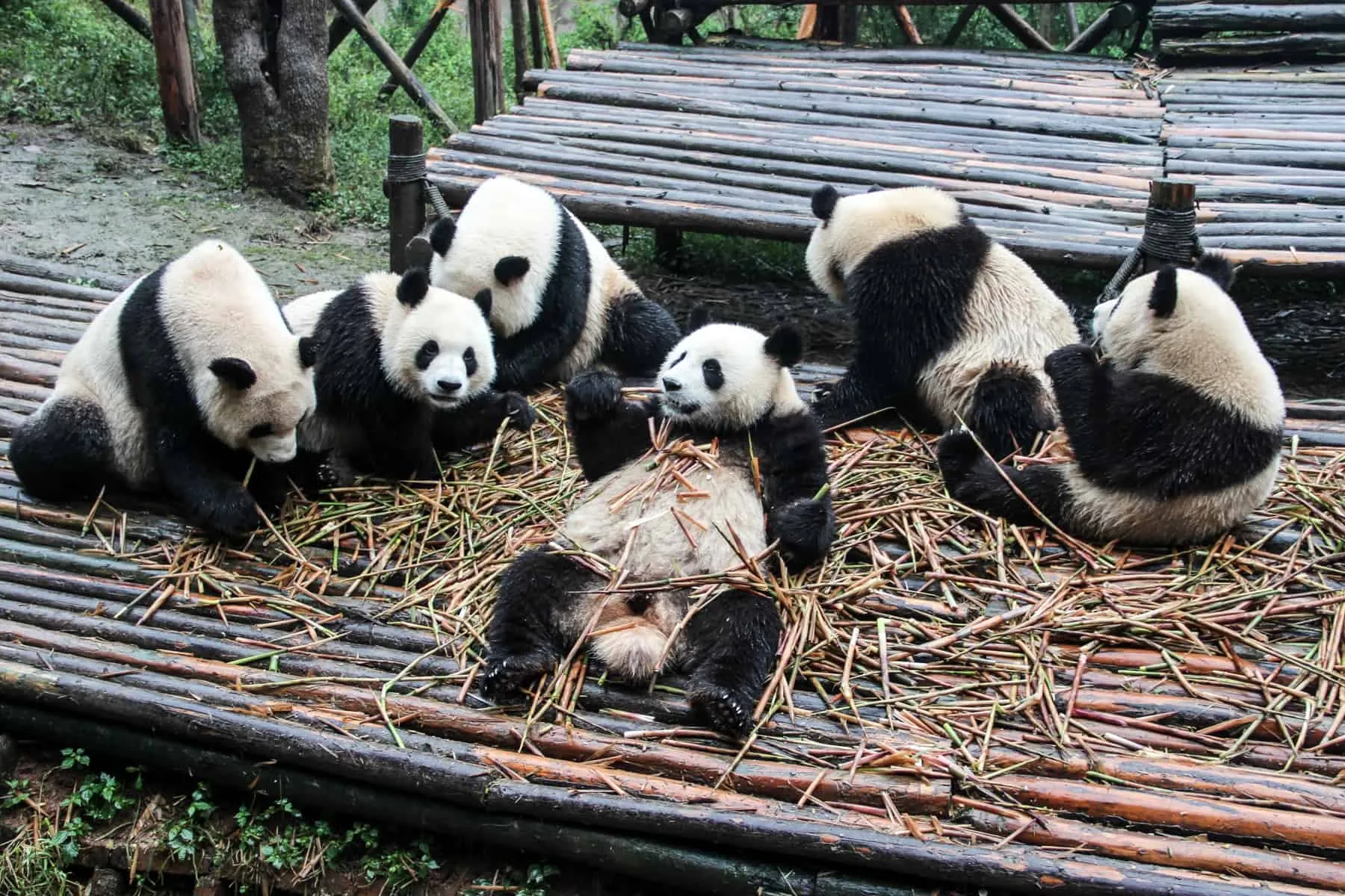 Chengdu Panda Base — Chengdu, Sichuan