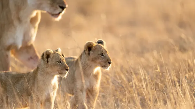 Deteema Springs — Hwange National Park