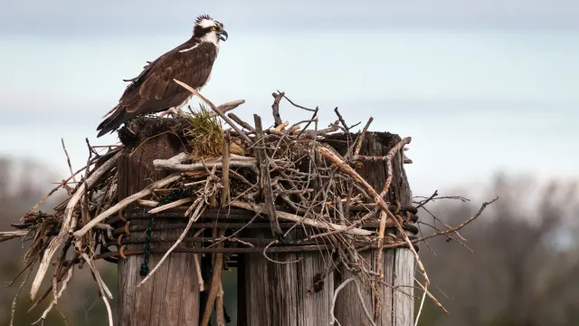 Dyfi Osprey Nest — Cors Dyfi, Wales