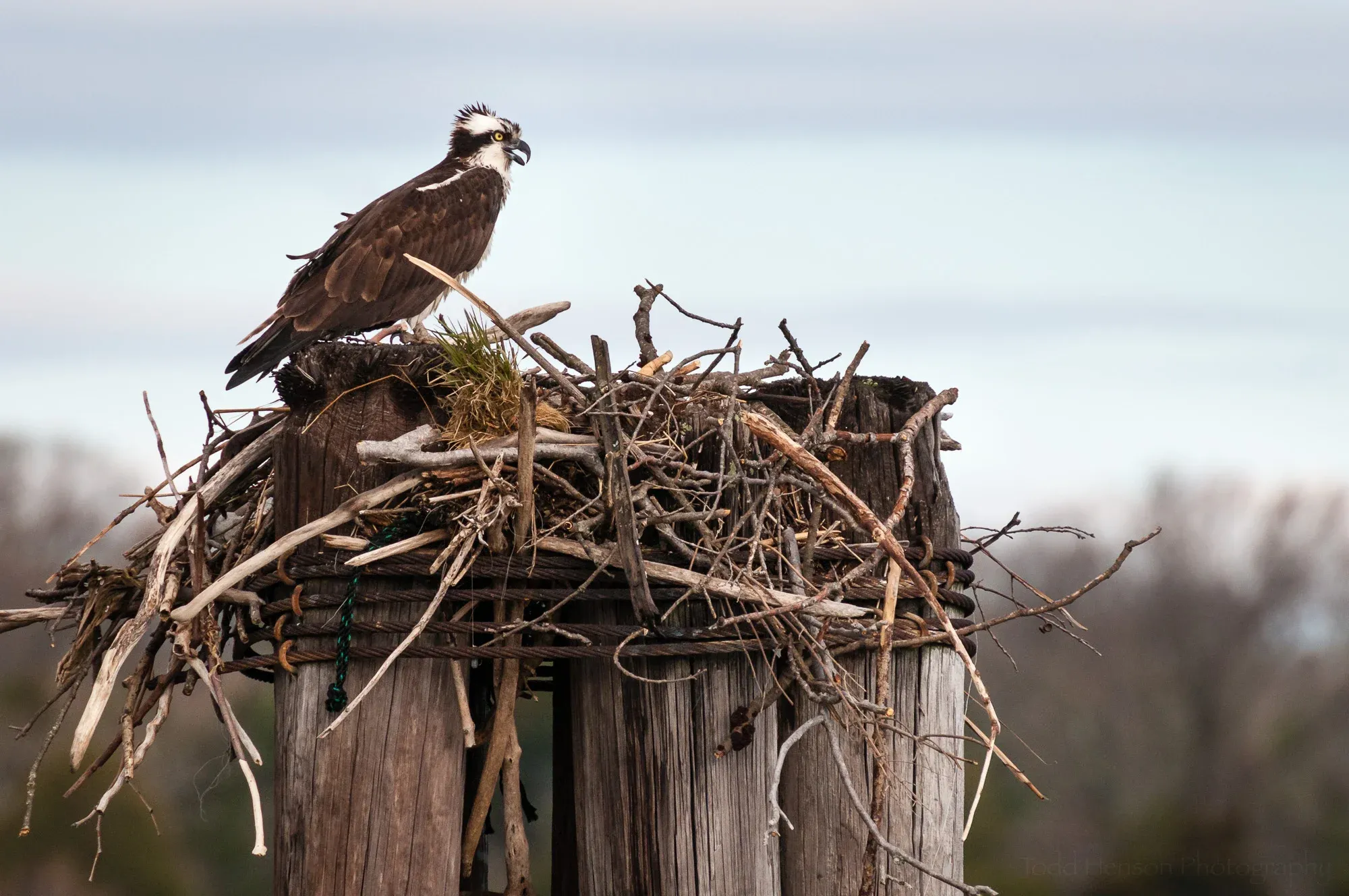 Dyfi Osprey Nest — live webcam view over Cors Dyfi, Wales, United Kingdom