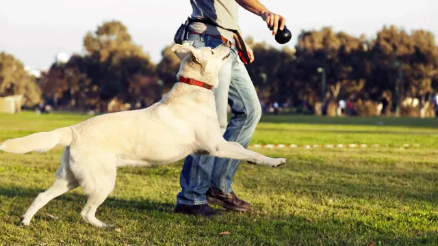 ECAD Service Dogs in Training — Winsted, Connecticut