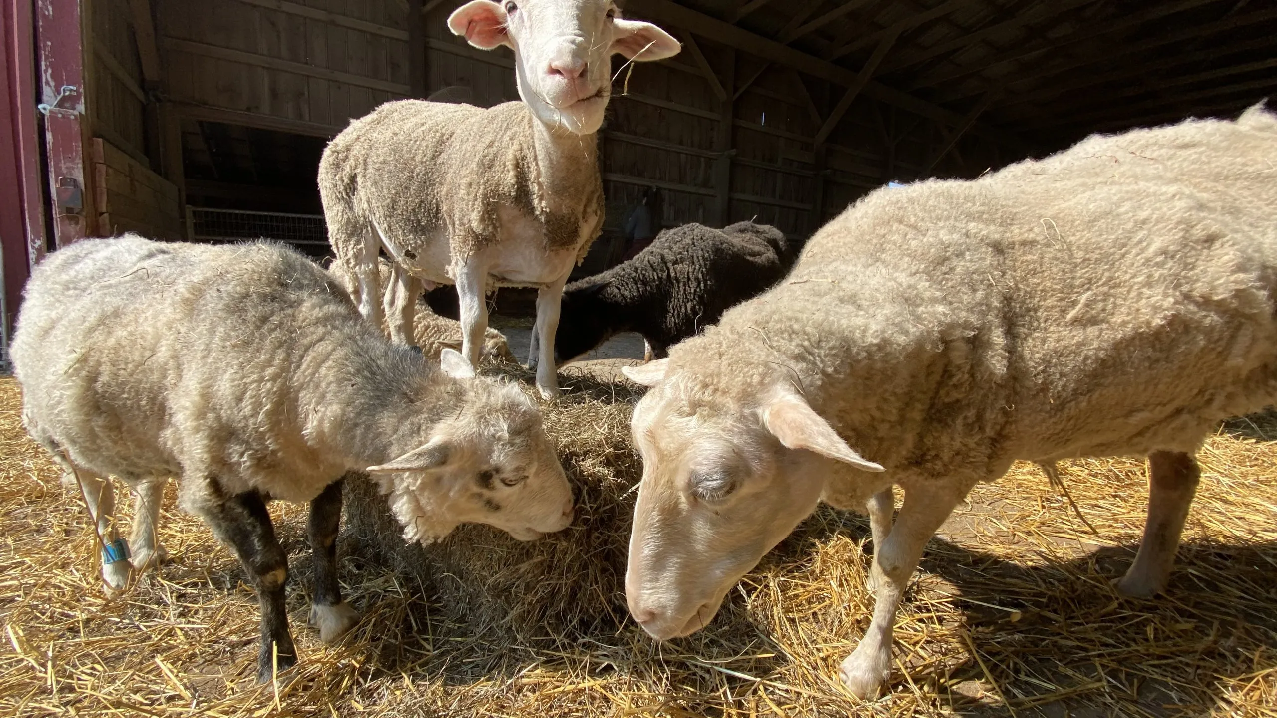 Farm Sanctuary Sheep Barn — Watkins Glen, New York