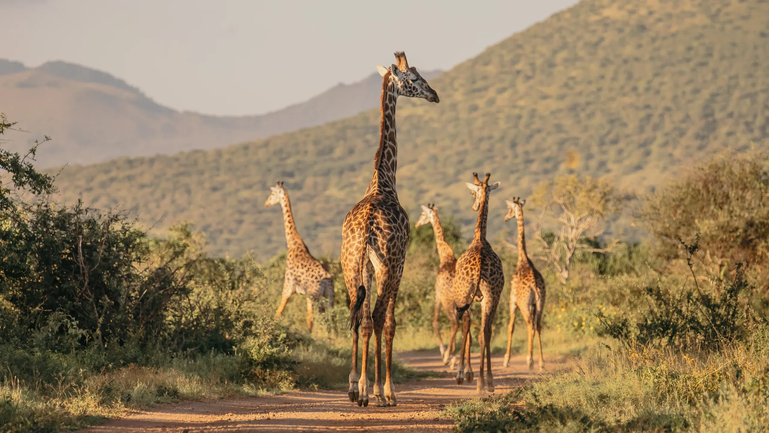 Finch Hattons, Tsavo West — live webcam view over Tsavo West National Park, Kenya