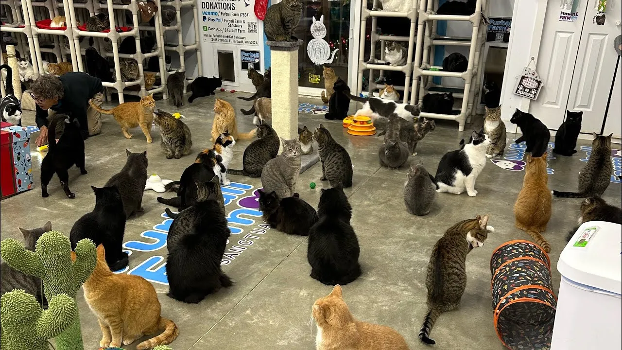 Furball Farm Cat Sanctuary — Faribault, Minnesota