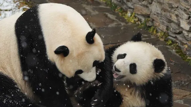 Giant Pandas of Wolong — Wolong, Sichuan