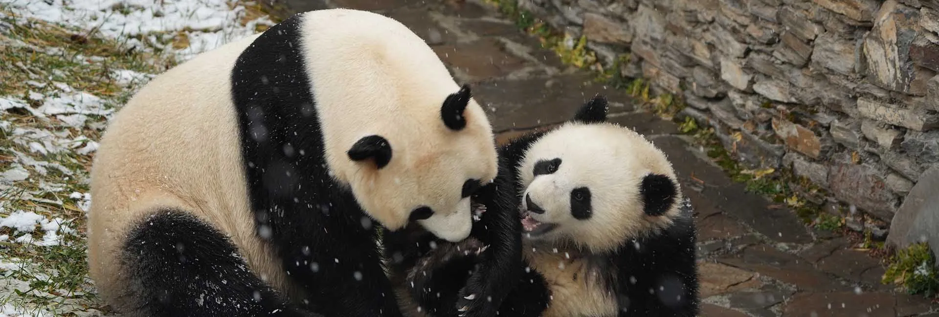 Giant Pandas of Wolong — Wolong, Sichuan
