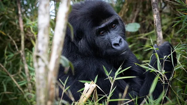 GRACE Gorilla Sanctuary, Kasugho, North Kivu