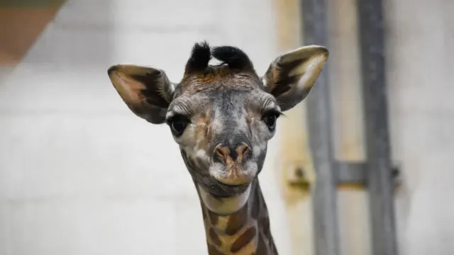 Giraffe Paddock, Greenville Zoo — Greenville, South Carolina