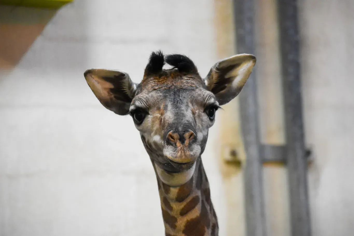 Giraffe Paddock, Greenville Zoo — live webcam view over Greenville, South Carolina, United States