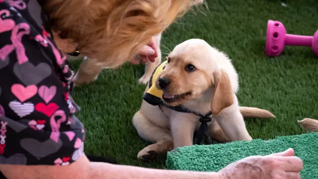 Guide Dog Puppy Nursery, Sylmar, Guide Dogs of America, Sylmar