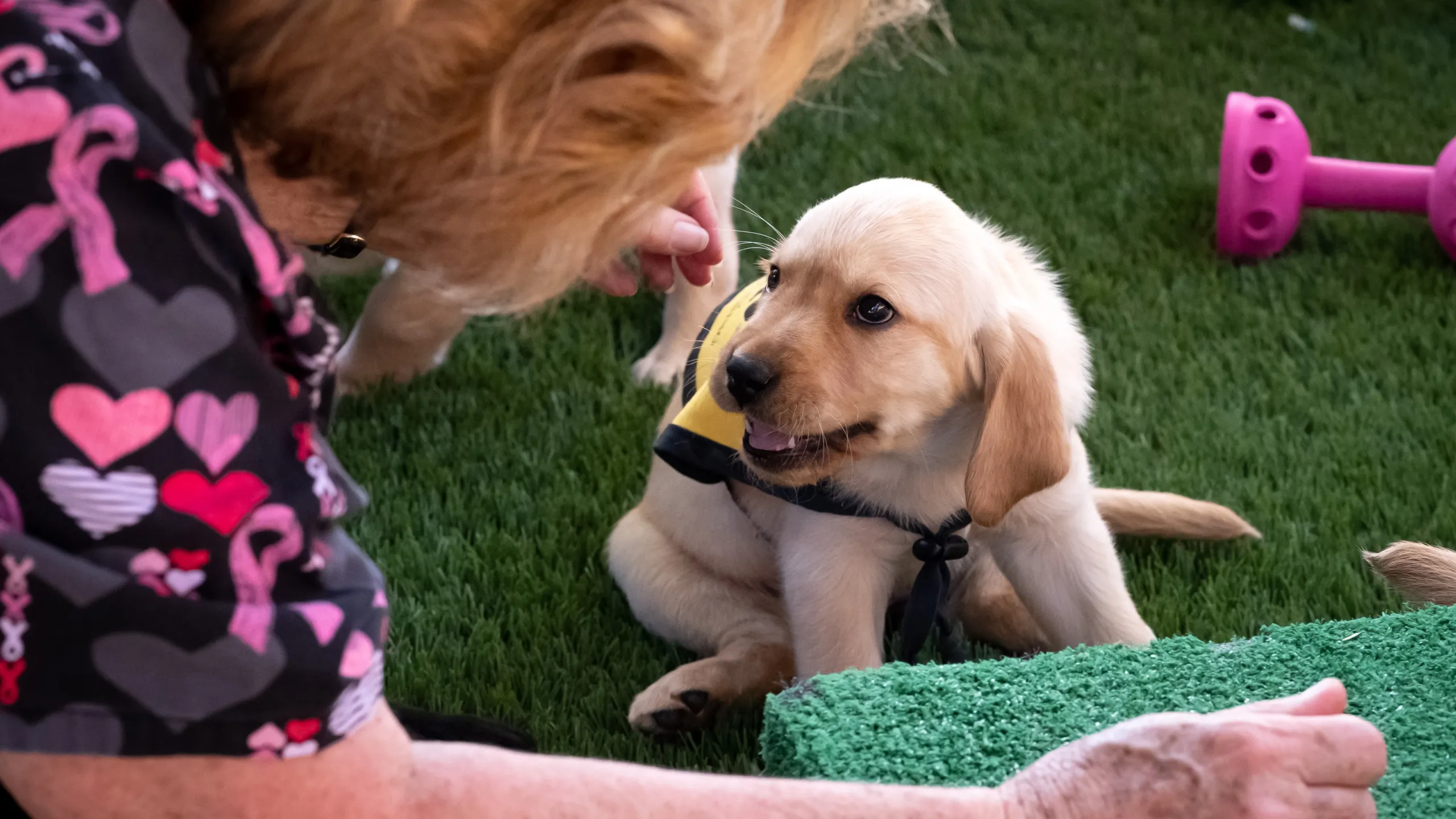 Guide Dog Puppy Nursery, Sylmar, Guide Dogs of America, Sylmar