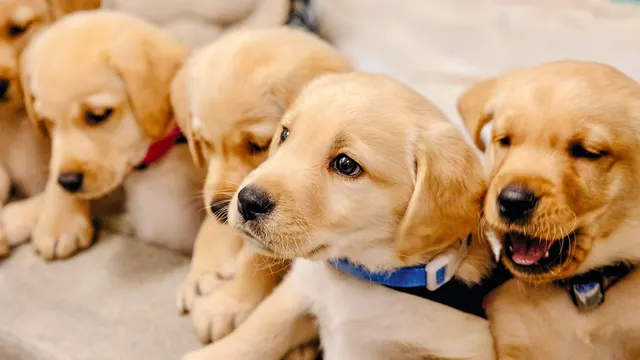 Guide Dog Puppy Run, Sylmar, Guide Dogs of America, Sylmar