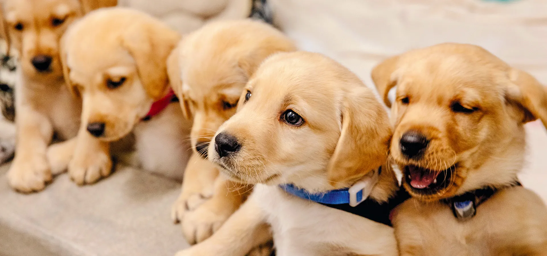 Guide Dog Puppy Run, Sylmar: live webcam view over Guide Dogs of America, Sylmar, United States