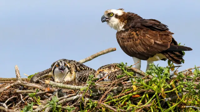 Hellgate Osprey Nest — Missoula, Montana