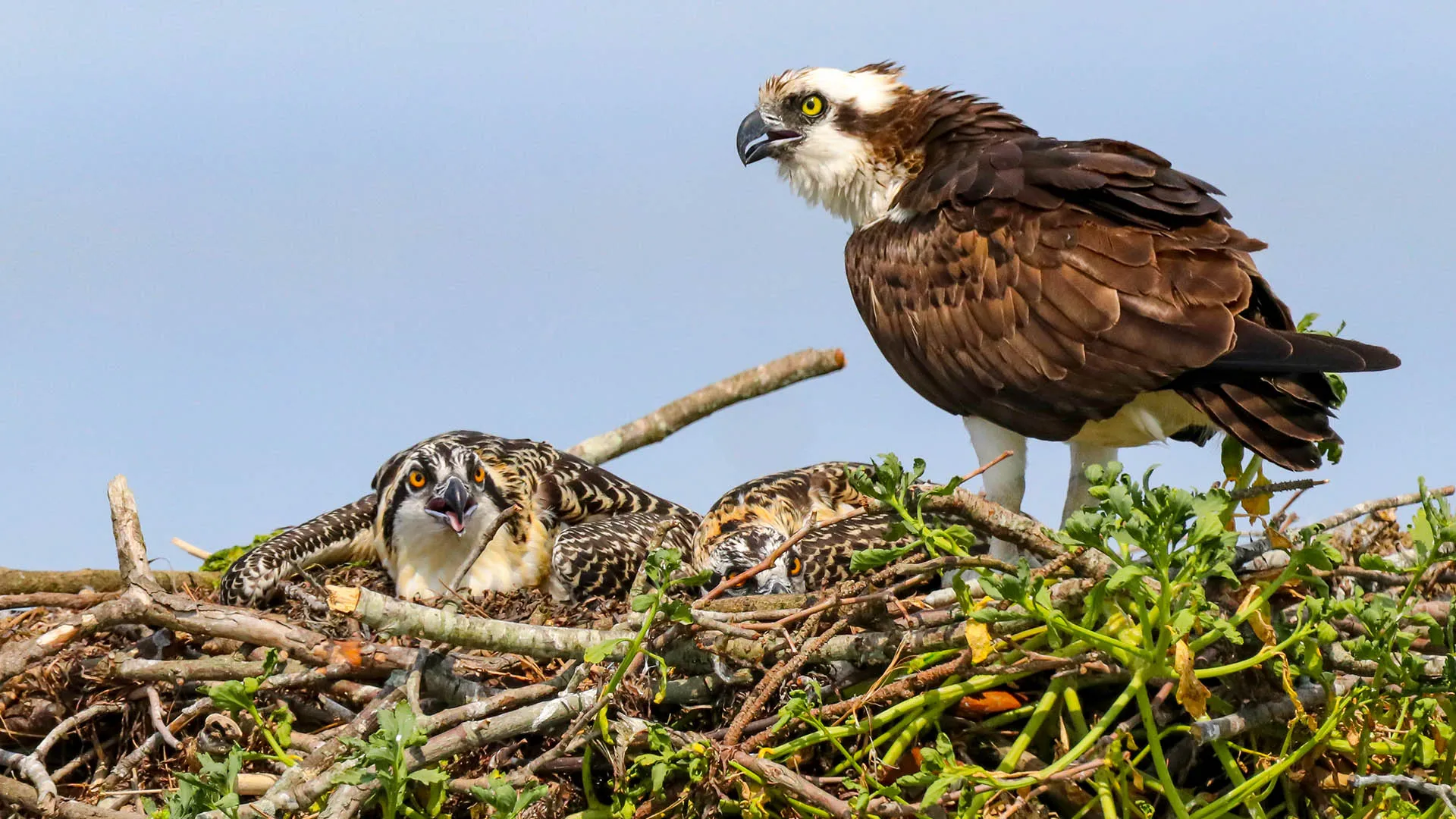 Hellgate Osprey Nest — live webcam view over Missoula, Montana, United States