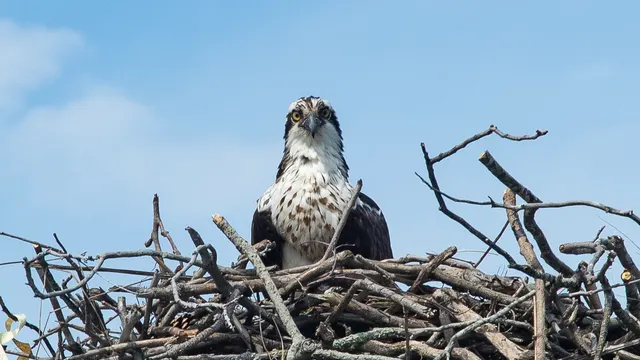 Hog Island Osprey Nest — Hog Island, Maine