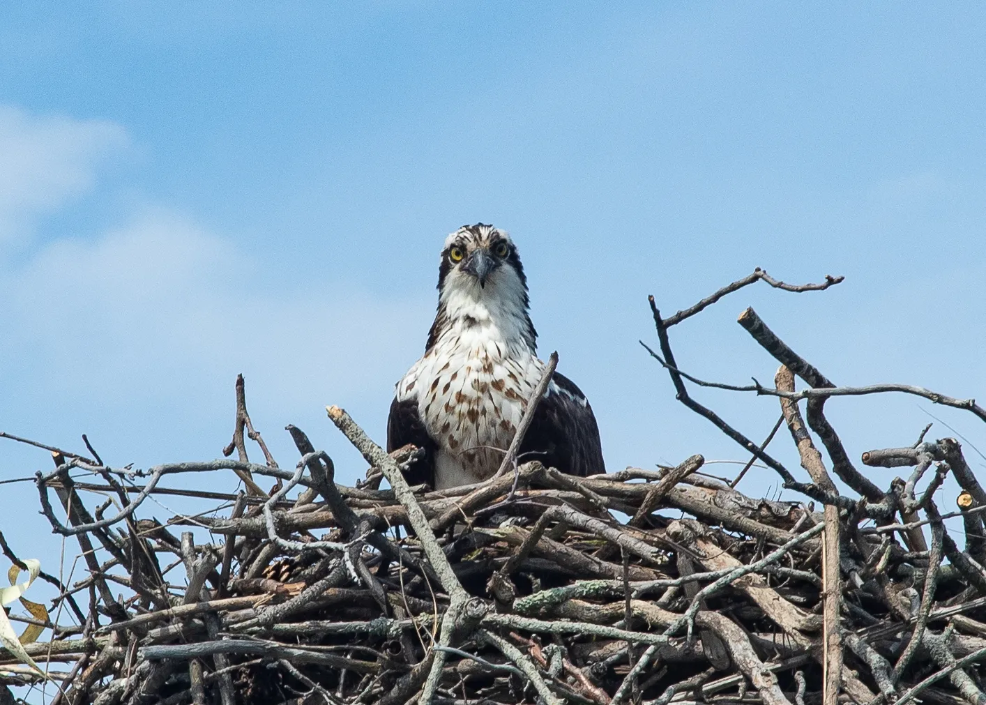 Hog Island Osprey Nest — live webcam view over Hog Island, Maine, United States