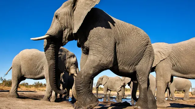 Elephant Pan, Hyena Pan — Khwai, Okavango