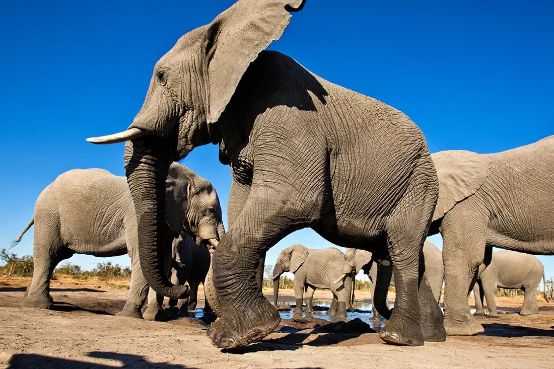 Elephant Pan, Hyena Pan — live webcam view over Khwai, Okavango, Botswana