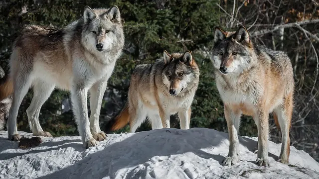 International Wolf Center — Ely, Minnesota