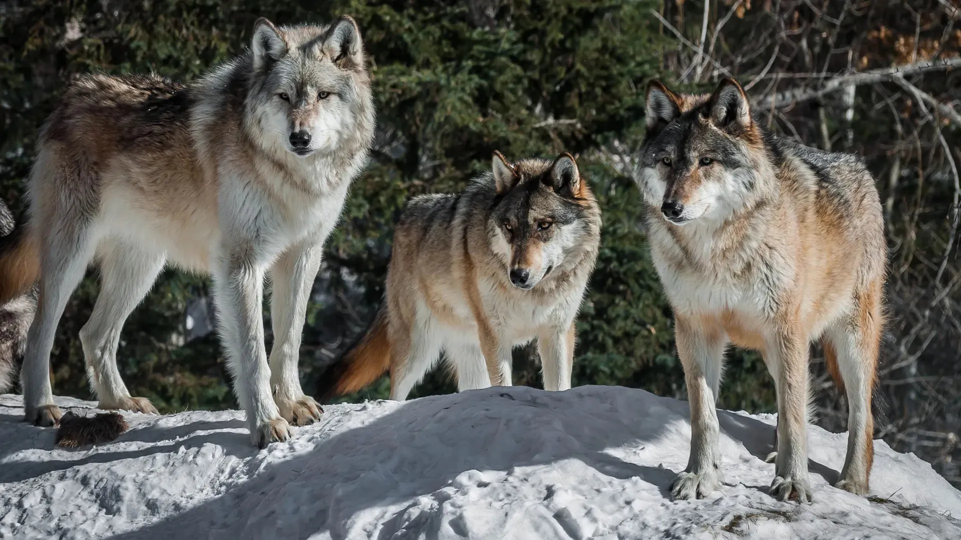 International Wolf Center — live webcam view over Ely, Minnesota, United States