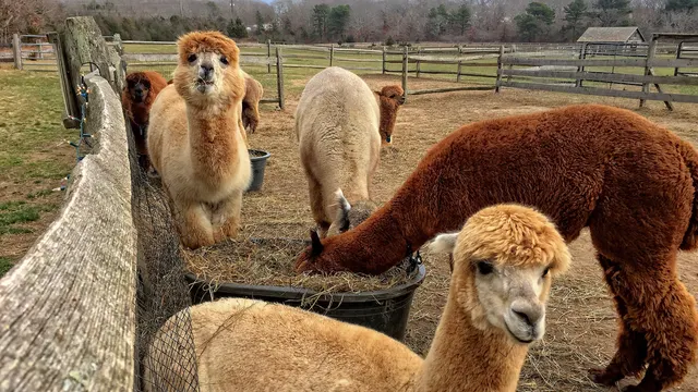 Island Alpaca Farm — Oak Bluffs, Martha's Vineyard