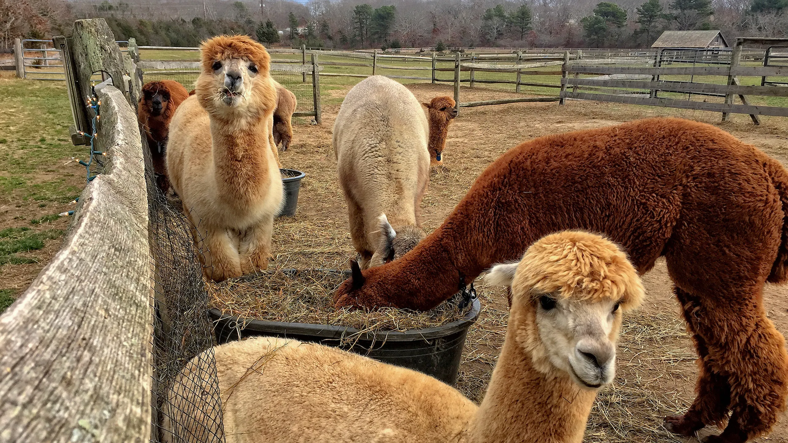 Island Alpaca Farm — live webcam view over Oak Bluffs, Martha's Vineyard, United States