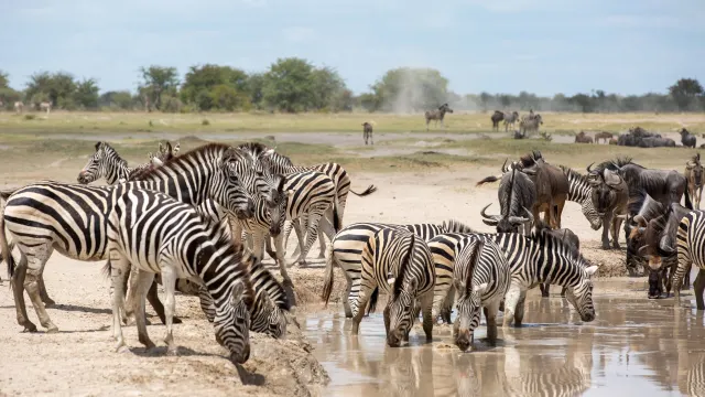 Jack's Camp Waterhole — Makgadikgadi, Kalahari