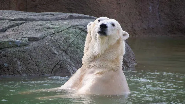 Polar Bear Cam, Kansas City Zoo, Kansas City Zoo, Kansas City