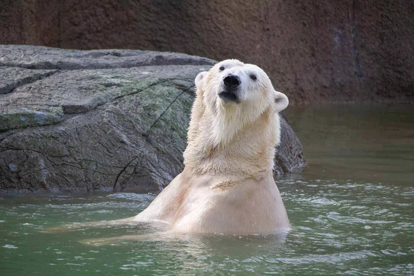 Polar Bear Cam, Kansas City Zoo — live webcam view over Kansas City Zoo, Kansas City, United States