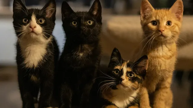 Kitten Rescue Nursery — Los Angeles, California