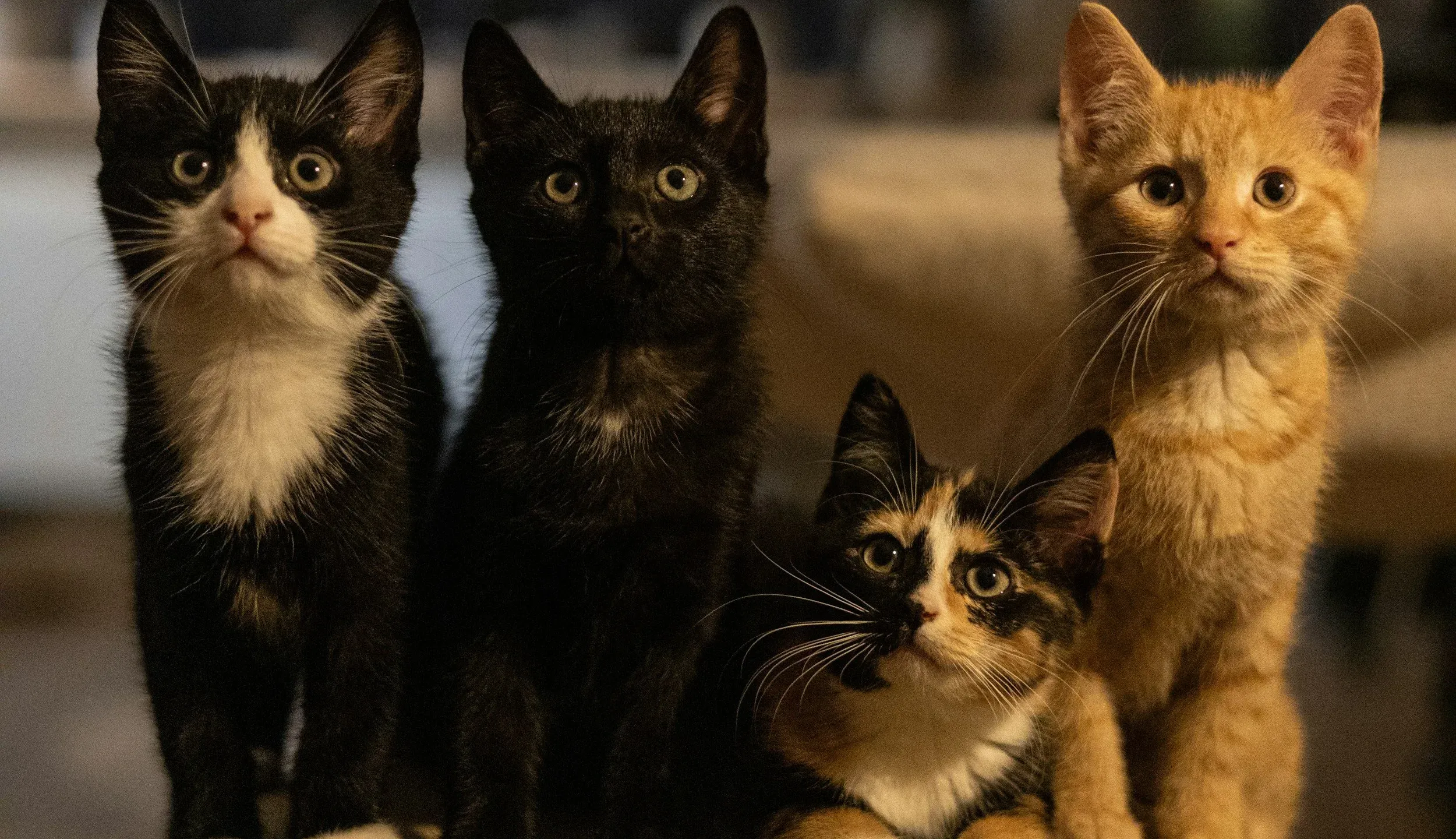 Kitten Rescue Nursery — Los Angeles, California
