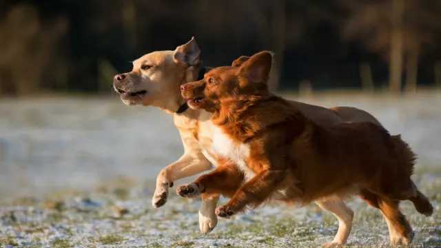 Kuromaro Dog Park — Okukawachi, Kawachinagano