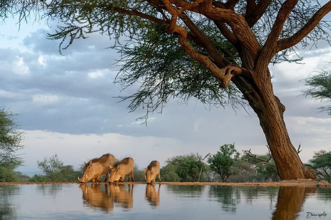 Lentorre, South Rift — live webcam view over Olkiramatian Conservancy, South Rift, Kenya