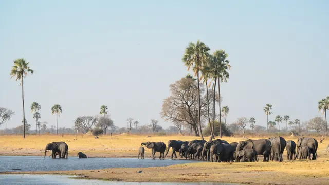 Linkwasha Waterhole — Hwange National Park