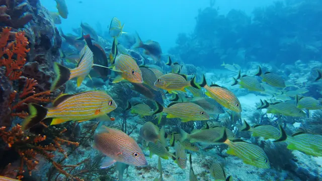 Lower Keys Underwater Cam — Lower Keys, Florida