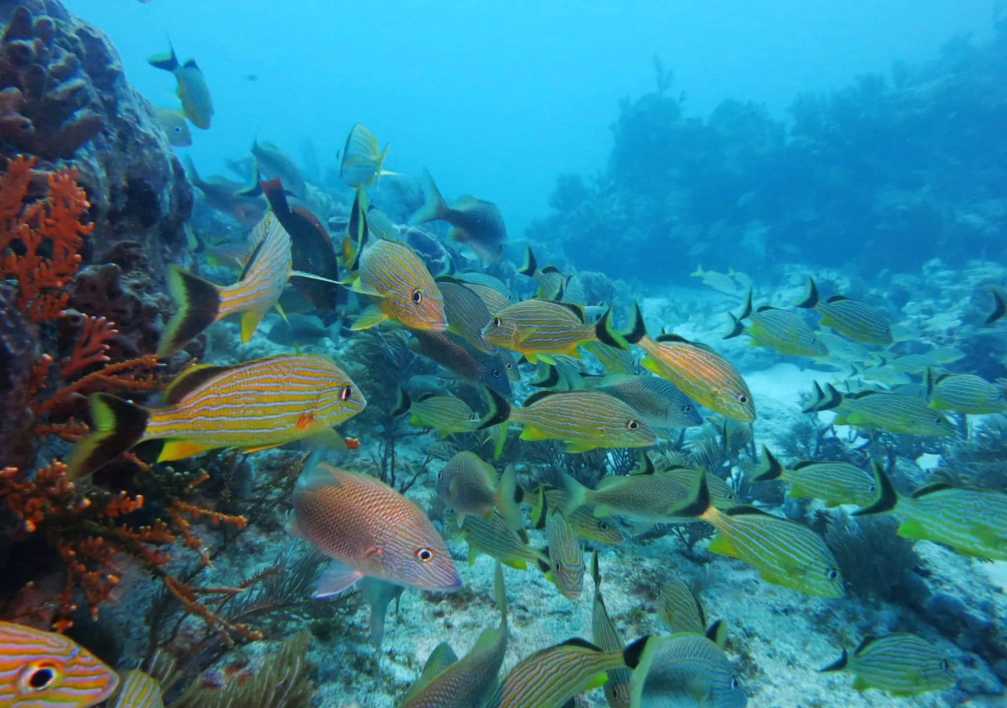Lower Keys Underwater Cam — live webcam view over Lower Keys, Florida, United States